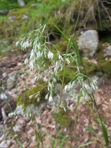 Marie-France Petibon, le 31 mai 2014 (Vivario (forêt de Vizzavona))