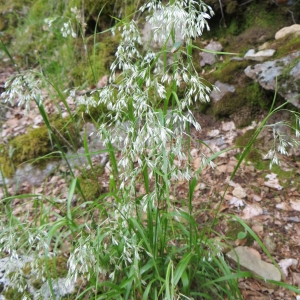  - Luzula pedemontana Boiss. & Reut. [1852]