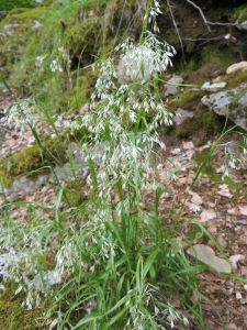 Marie-France Petibon, le 31 mai 2014 (Vivario (forêt de Vizzavona))