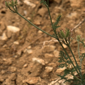 Photographie n°278396 du taxon Orlaya grandiflora (L.) Hoffm. [1814]