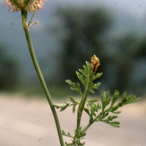 Photographie n°278397 du taxon Orlaya grandiflora (L.) Hoffm. [1814]