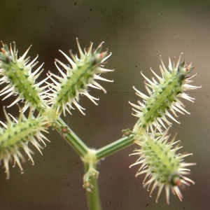 Photographie n°278398 du taxon Orlaya grandiflora (L.) Hoffm. [1814]