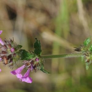 Photographie n°278489 du taxon Clinopodium vulgare L. [1753]