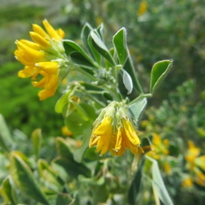 Photographie n°278493 du taxon Medicago arborea L. [1753]