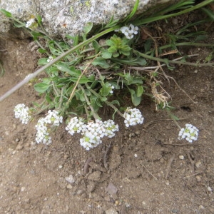 Photographie n°278499 du taxon Lepidium oxyotum DC. [1821]