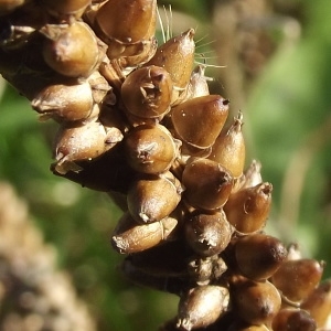 Photographie n°278540 du taxon Plantago major L. [1753]