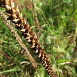 Photographie n°278541 du taxon Plantago major L. [1753]