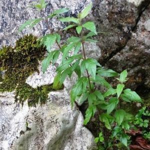 Photographie n°278578 du taxon Eupatorium cannabinum subsp. cannabinum