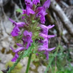 Photographie n°278582 du taxon Betonica officinalis subsp. officinalis