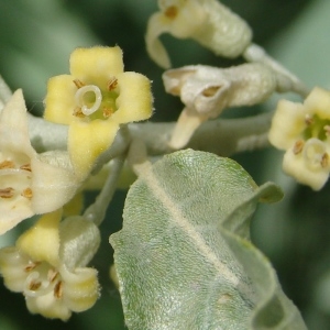 Photographie n°278651 du taxon Elaeagnus angustifolia L. [1753]