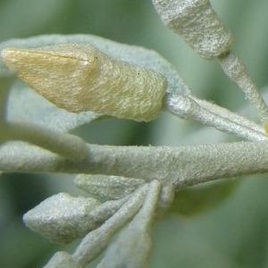 Photographie n°278652 du taxon Elaeagnus angustifolia L. [1753]