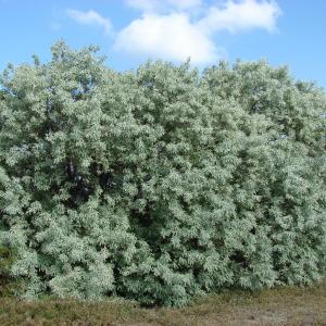 Photographie n°278655 du taxon Elaeagnus angustifolia L. [1753]