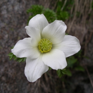  - Anemone scherfelii subsp. cyrnea (Gamisans) B.Bock & J.M.Tison [2013]