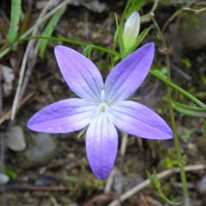 Photographie n°278806 du taxon Campanula patula var. patula