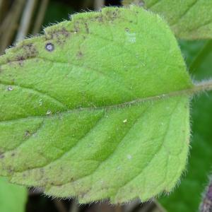 Photographie n°278812 du taxon Clinopodium nepeta subsp. sylvaticum (Bromf.) B.Bock [2012]