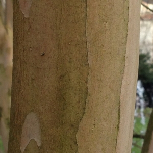 Photographie n°278829 du taxon Lagerstroemia indica L. [1759]