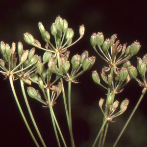 Photographie n°278859 du taxon Carum verticillatum (L.) W.D.J.Koch [1824]