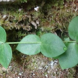  - Petrocoptis pyrenaica subsp. pyrenaica