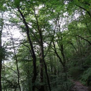 Photographie n°278889 du taxon Ulmus glabra Huds.