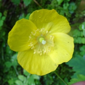 Photographie n°278893 du taxon Meconopsis cambrica (L.) Vig.