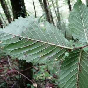 Photographie n°278897 du taxon Ulmus glabra Huds. [1762]