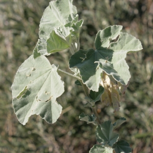 Photographie n°278912 du taxon Lavatera maritima Gouan [1773]