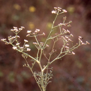 Photographie n°278962 du taxon Seseli tortuosum L. [1753]