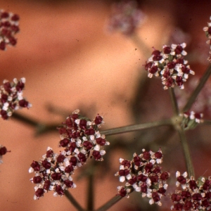 Photographie n°278963 du taxon Seseli tortuosum L. [1753]