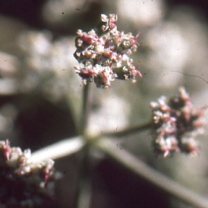 Photographie n°278964 du taxon Seseli tortuosum L. [1753]