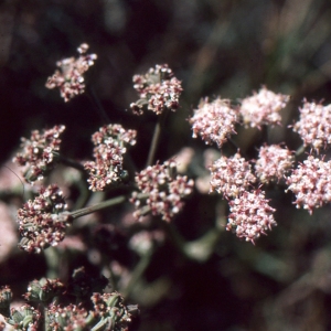 Photographie n°278966 du taxon Seseli tortuosum L. [1753]