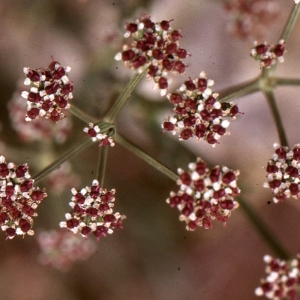 Photographie n°278967 du taxon Seseli tortuosum L. [1753]