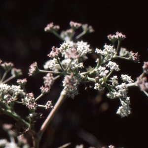 Photographie n°278968 du taxon Seseli tortuosum L. [1753]