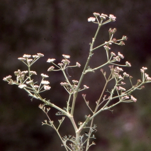 Photographie n°278969 du taxon Seseli tortuosum L. [1753]