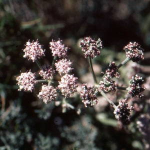 Photographie n°278971 du taxon Seseli tortuosum L. [1753]