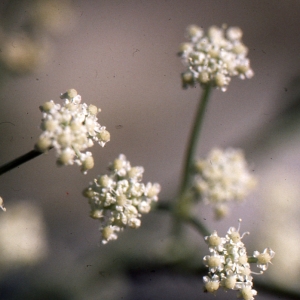Photographie n°278972 du taxon Seseli tortuosum L. [1753]