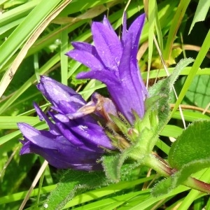 Photographie n°279066 du taxon Campanula glomerata subsp. glomerata