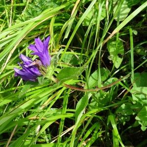 Photographie n°279067 du taxon Campanula glomerata subsp. glomerata