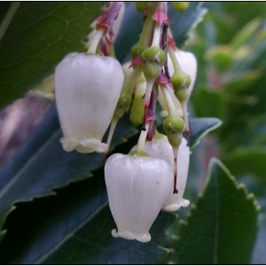 Photographie n°279087 du taxon Arbutus unedo L. [1753]