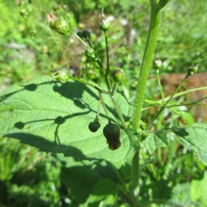 Photographie n°279370 du taxon Scrophularia alpestris J.Gay ex Benth. [1846]