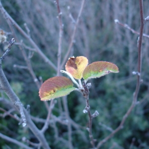 Photographie n°279416 du taxon Amelanchier ovalis Medik. [1793]