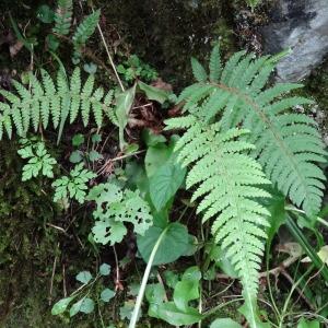 Photographie n°279453 du taxon Polystichum aculeatum (L.) Roth [1799]