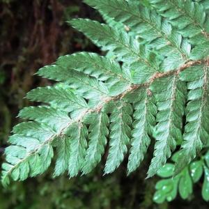 Photographie n°279456 du taxon Polystichum aculeatum (L.) Roth [1799]