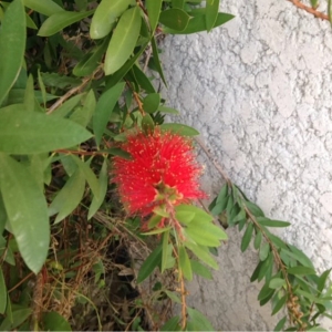  - Callistemon citrinus (Curtis) Skeels [1913]