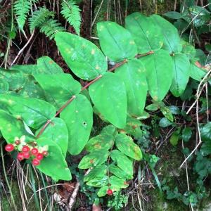 Photographie n°279576 du taxon Hypericum androsaemum L. [1753]