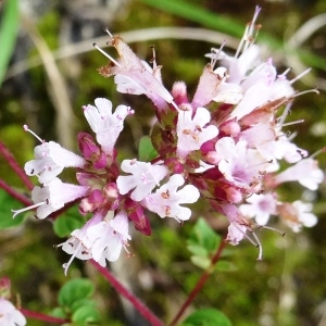 Photographie n°279581 du taxon Origanum vulgare subsp. vulgare