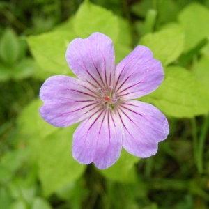 Photographie n°279620 du taxon Geranium nodosum L.