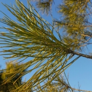 Photographie n°279626 du taxon Pinus nigra J.F.Arnold [1785]