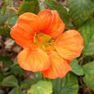 Photographie n°279627 du taxon Tropaeolum majus L. [1753]