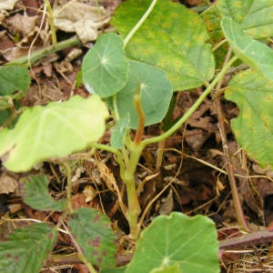 Photographie n°279629 du taxon Tropaeolum majus L. [1753]