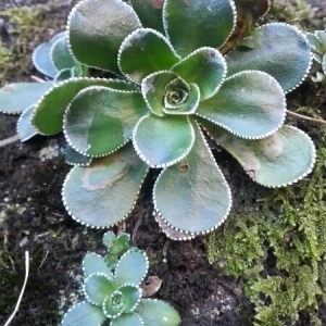  - Saxifraga cotyledon L. [1753]